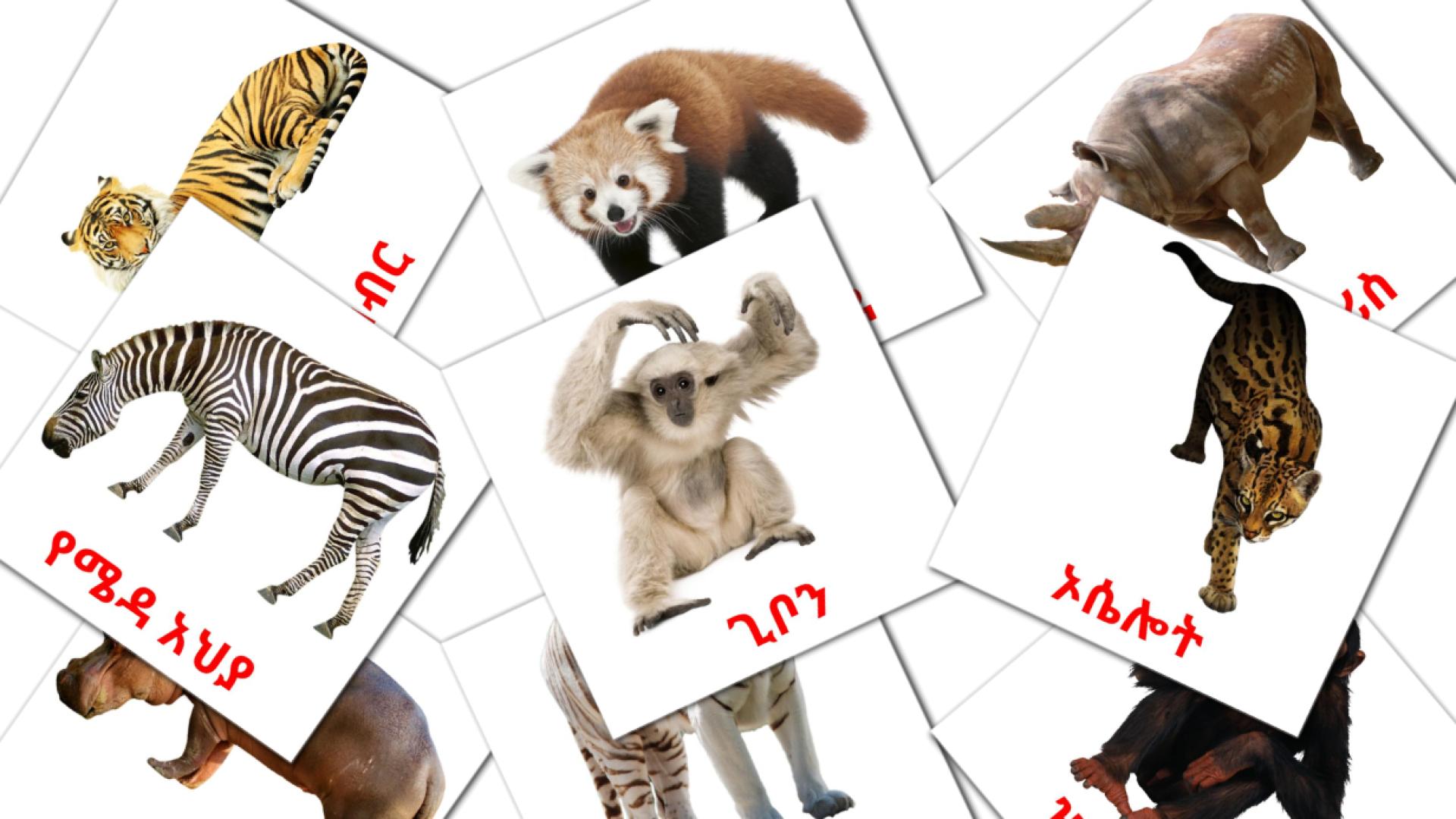 Jungle animals - amharic vocabulary cards