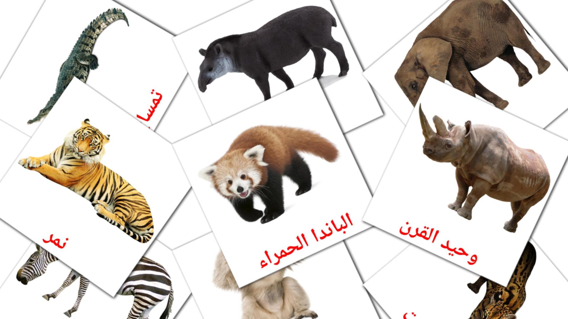 Dschungel Tiere - Arabisch Vokabelkarten