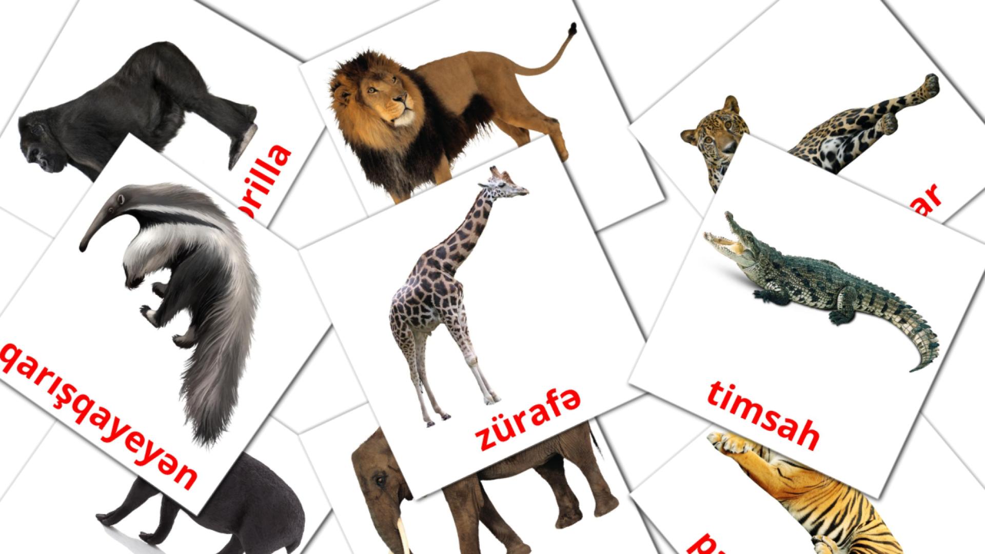 Карточки Домана Животные африки