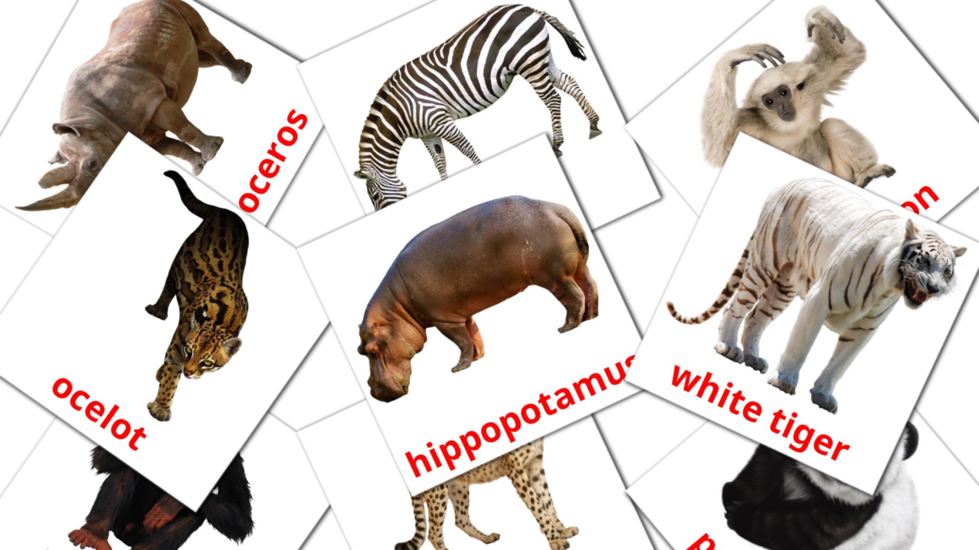 21 Jungle animals flashcards