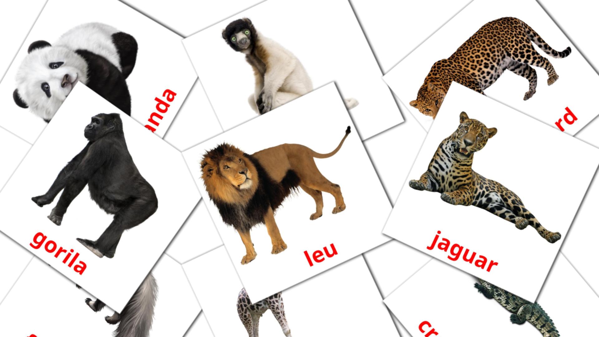 21 Bildkarten für Animale din junglă