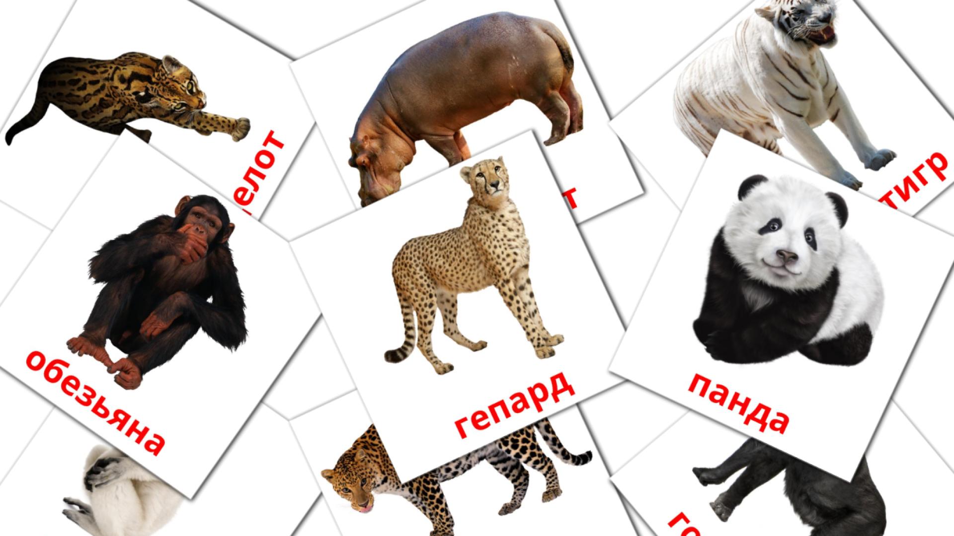 Карточки Домана Животные африки