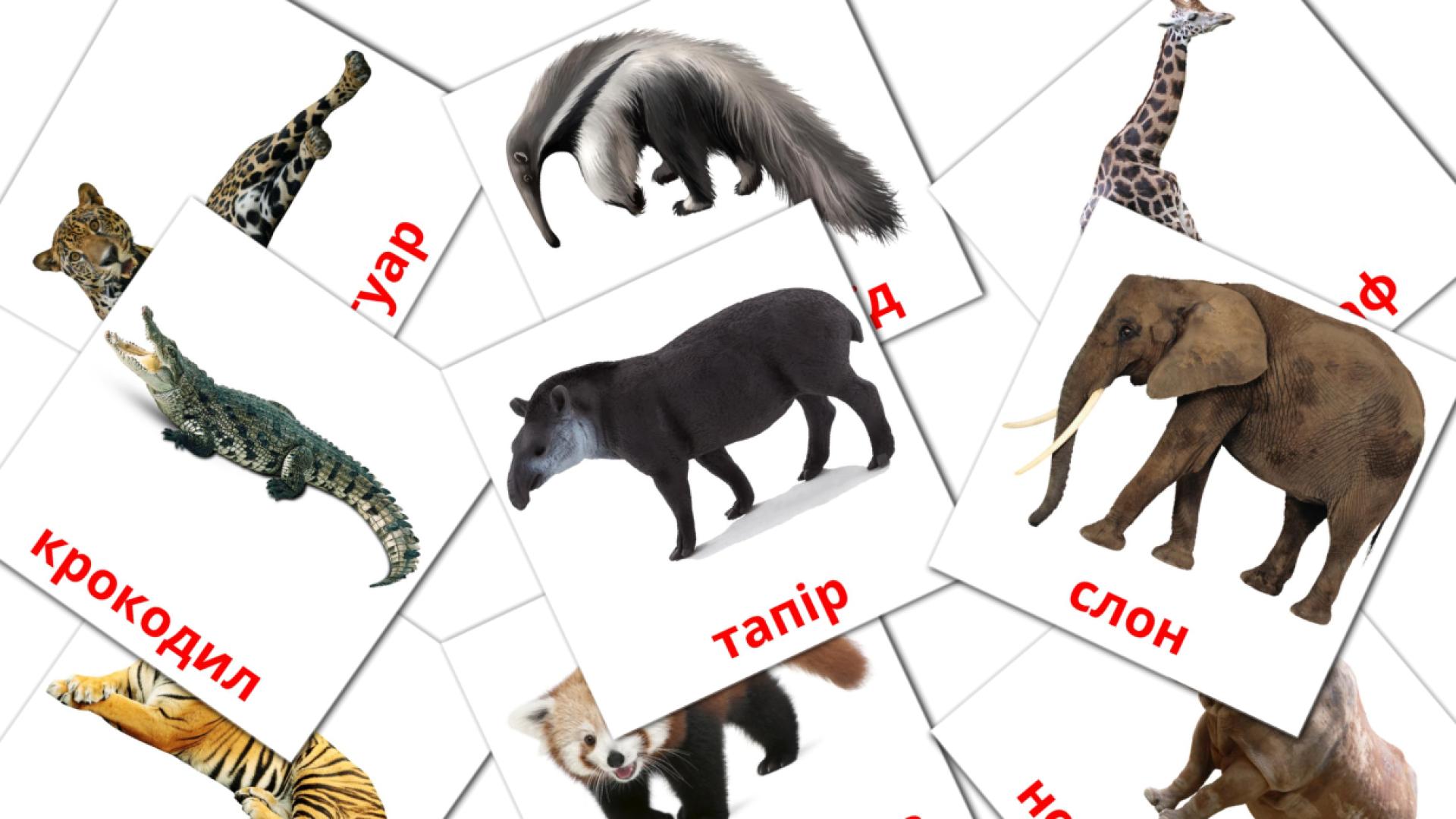 21 Карточки Домана Тварини Африки