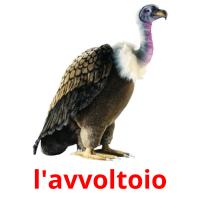 l'avvoltoio flashcards illustrate