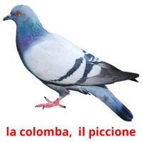 la colomba,  il piccione flashcards illustrate