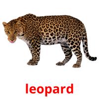 leopard card for translate