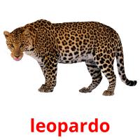 leopardo flashcards illustrate