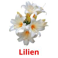 Lilien card for translate