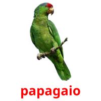 papagaio cartões com imagens