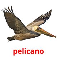 pelicano cartões com imagens