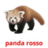 panda rosso flashcards illustrate