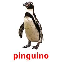 pinguino card for translate
