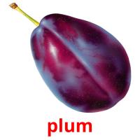 plum picture flashcards