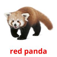 red panda picture flashcards