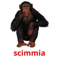 scimmia card for translate