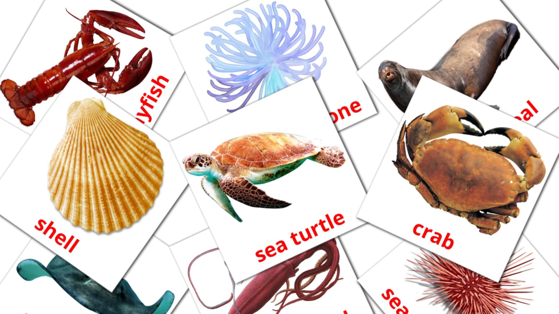Sea animals flashcards