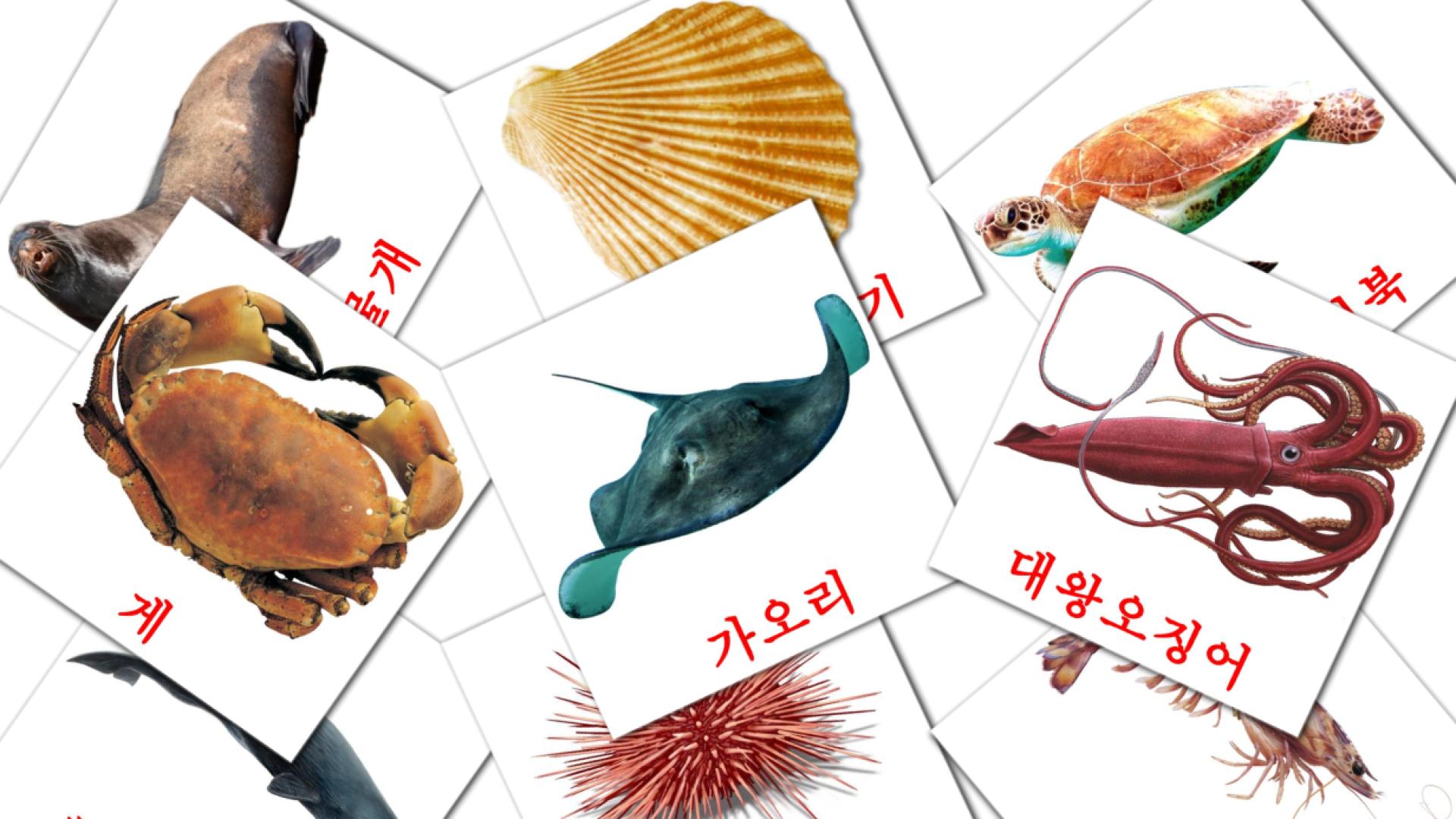 29 Bildkarten für 바다동물