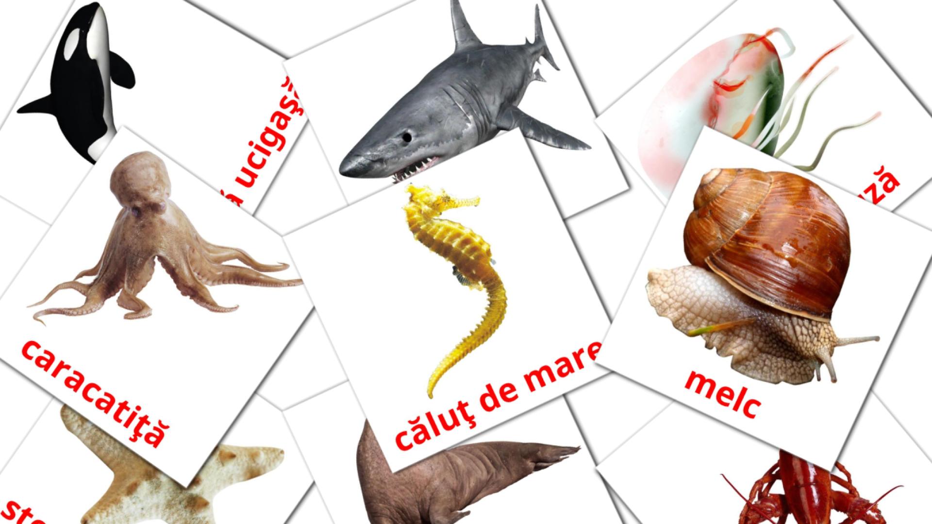 29 Bildkarten für Animale marine
