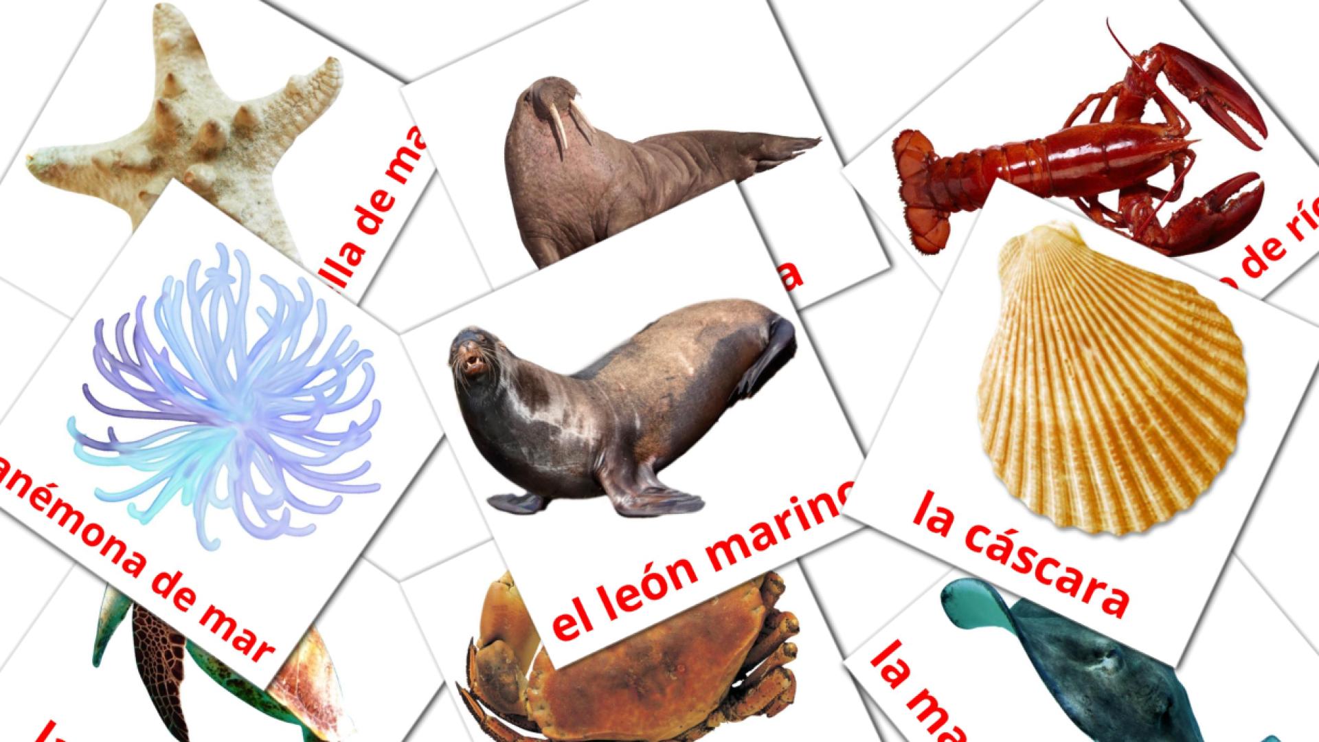 Animales Marinos flashcards