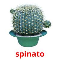 spinato flashcards illustrate