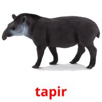 tapir picture flashcards
