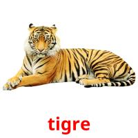 tigre flashcards illustrate