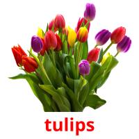 tulips picture flashcards