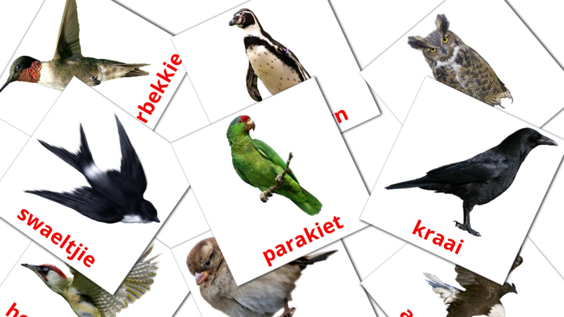 Uccelli selvaggi - Schede di vocabolario afrikaans