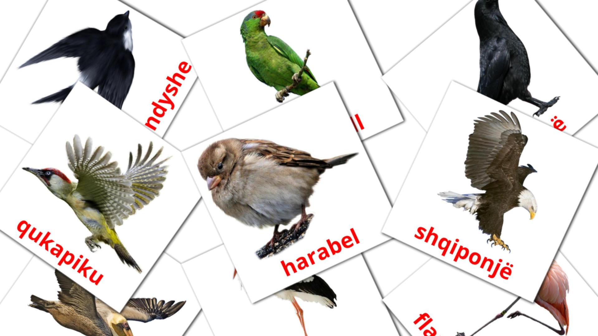 Uccelli selvaggi - Schede di vocabolario albanese