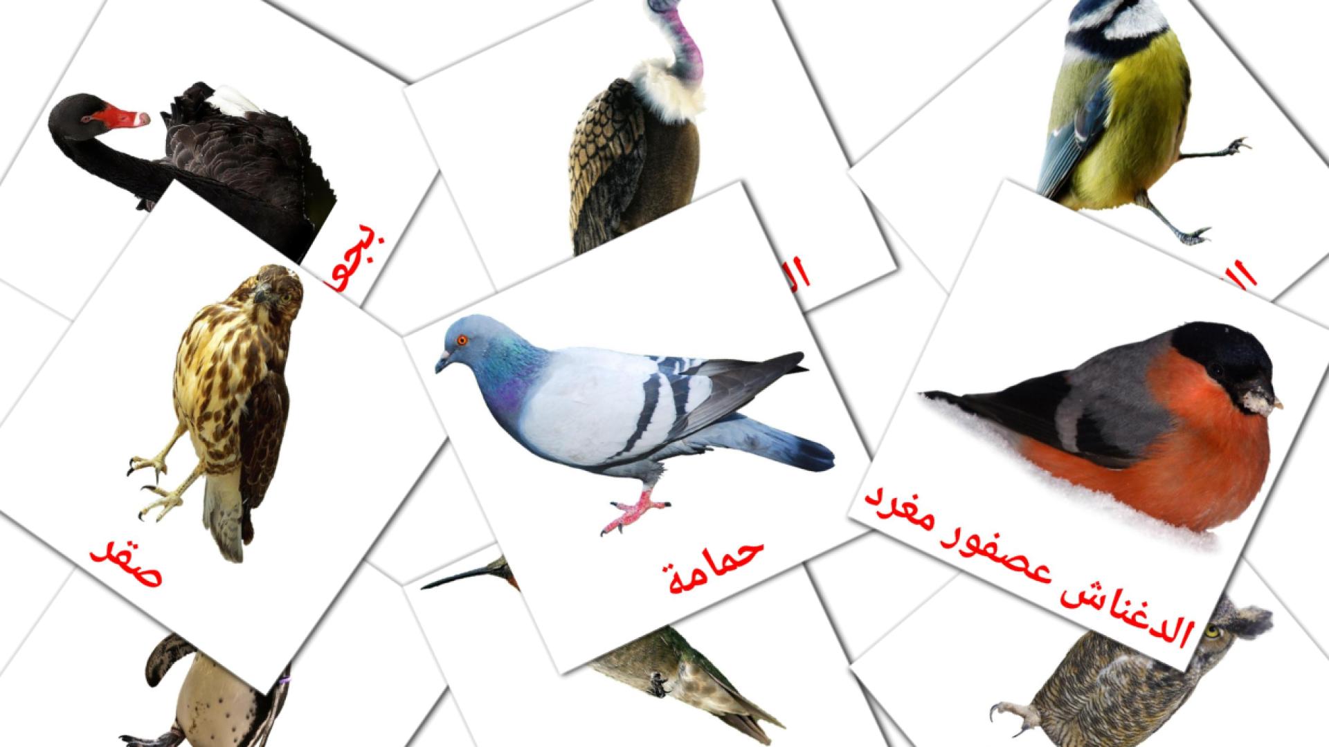 flashcards di  ةحراج رويط 
