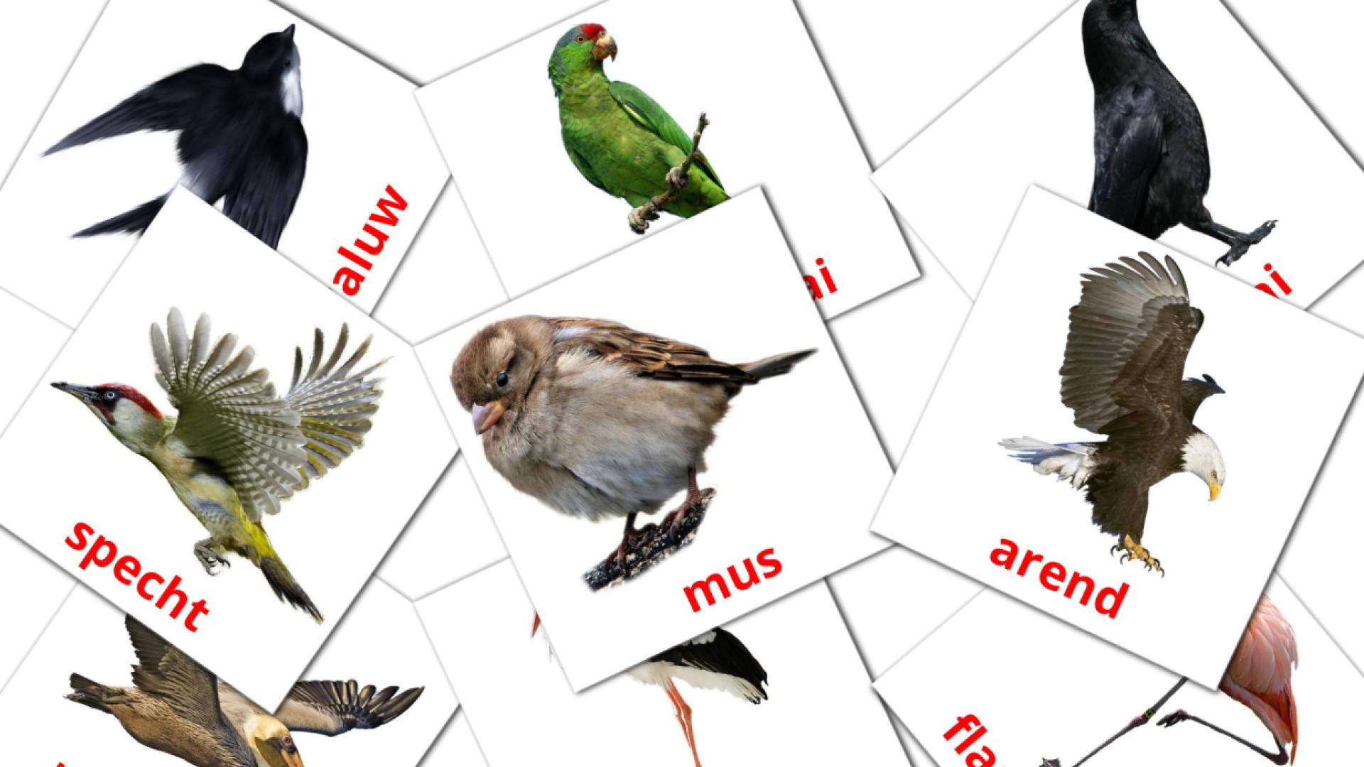 18 Wilde vogels flashcards