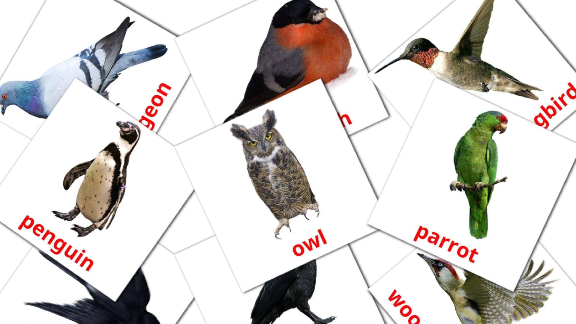 18 Wild birds flashcards