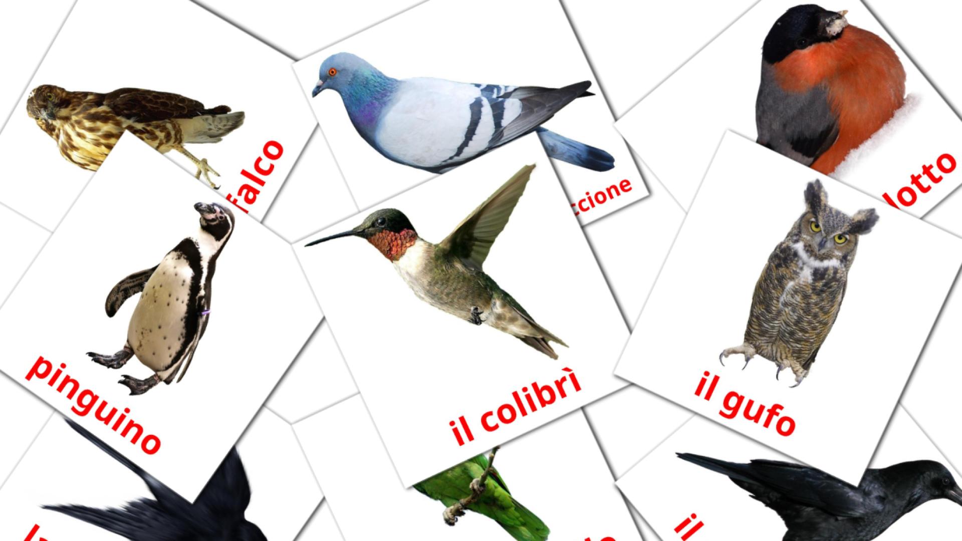 18 flashcards di Uccelli selvaggi