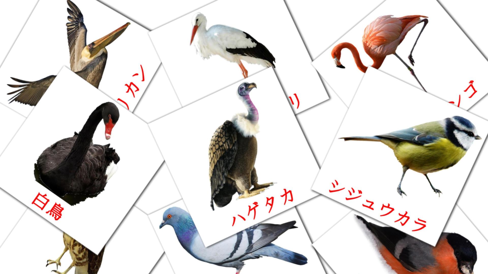 18 野鳥 flashcards