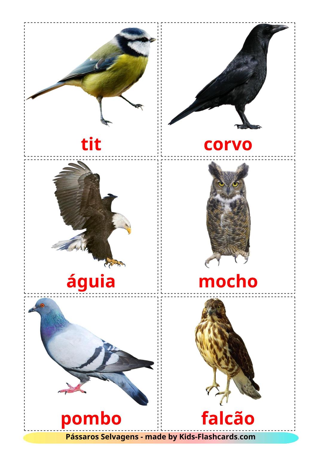 Pássaros Selvagens - 18 Flashcards portuguêses gratuitos para impressão