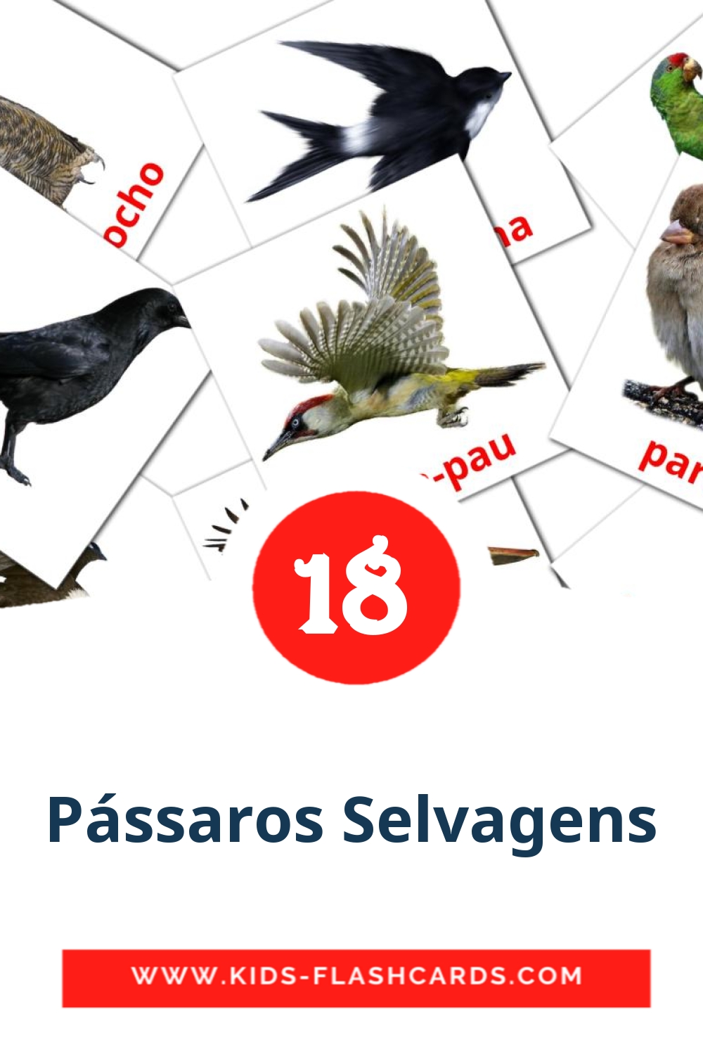 18 Cartões com Imagens de Pássaros Selvagens para Jardim de Infância em português