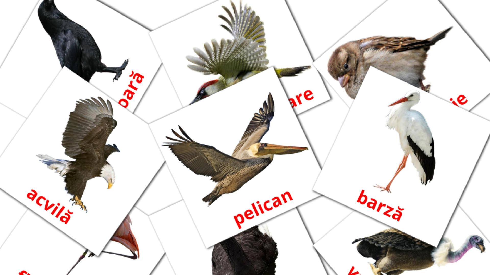 18 Bildkarten für Păsări sălbatice