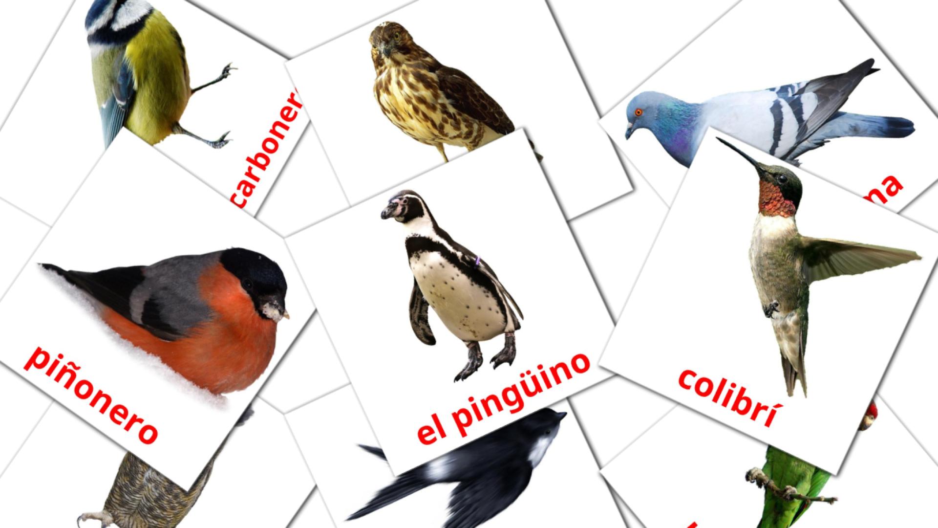 18 tarjetas didacticas de Pájaros salvajes