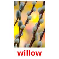 willow picture flashcards